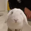 Frank Kang - @frank.kang4 - TikTok