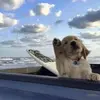 frank_app - @frank_app - TikTok