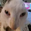 frankkimbleton - @cheesesteakcheese - TikTok