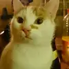 frankkronawitter6 - @frankkronawitter6 - TikTok