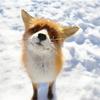 Frank Kwan - @frank.kwan - TikTok