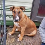 Frank La belle - @englishbullterrier_frank - Instagram