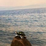 Lance Frank The Turtle - @lance_frank_ - Instagram