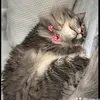 LaneyFrank - @laneyfrank000 - TikTok