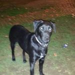 Frank Lapierre - @frank.lapierre.fox - Instagram