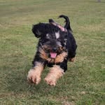 Frank Large the Cockapoo - @franklargethecockapoo - Instagram