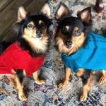 Frank & Larry - @franknlarry - Instagram