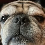 Frank Last Name - @pugnamed.frank - Instagram