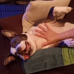 Frank Lauria - @frank_lauria - Instagram