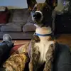 Frank Lavender - @frank.lavender - TikTok