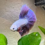 @lavender_betta_frank - Instagram