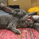 Lavender Cahira and Frank Frankie - @lavender_and_frankfrankie - Instagram