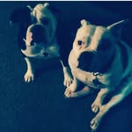 frank law - @i_am_the_best_dog - Instagram