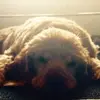 Frankie Lawson - @franklawso - TikTok