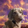 frank.lawg.studios - @frank.lawg.studios - TikTok