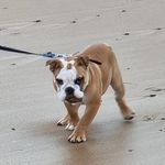 Frank leach - @frank_the__bulldog - Instagram