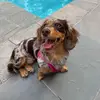 Frankie Leigh the Mini Weenie - @mini.frankie.leigh - TikTok