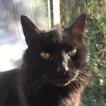 Ｆｒａｎｋｌｅｉｇｈ🐾 - @frankleigh_meow - Instagram