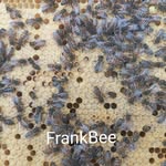 Frank Leitner - @beefrank69 - Instagram