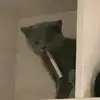 who_frank - @franksteinleitner - TikTok