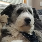 Frank Lemay - @lemaygum - Instagram