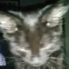 ☆Franklin☆ - @_franklen - TikTok