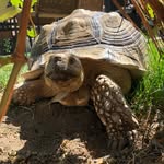 Frank Sheldon Tortuga Harris - @franklentortuga - Instagram