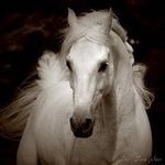 Frank Lenz - @lenz7518 - Instagram