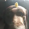 :) - @frankthechick - TikTok