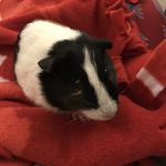 Frank Levesque - @frank.the.guinea.pig - Instagram