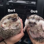 Gus & Bert & Frank Lewin - @quillinwithgusandbert - Instagram
