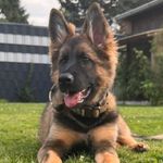 Frank Liebscher - @frank.liebscher - Instagram