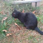 Frank Liebe - @franklin_the_tanklin467 - Instagram