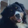 frankliebmann4 - @frankliebmann4 - TikTok