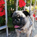 Frank_Limon - @frank_limonpug - Instagram