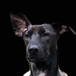 ＦＲＡＮＫＬＩＮ - @franklin.der.ehrenmann - Instagram