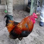 frank lindner - @lindner8589 - Instagram