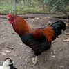 franklindner822 - @franklindner822 - TikTok