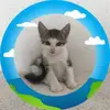 Frank Lippki - @frank.lippki - TikTok