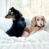 Frank & Lou - @frank_and_lou - TikTok