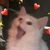 frank lucci - @user1846052766940 - TikTok