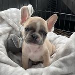 Frank Lyons - @frenchie.called.frank - Instagram
