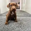 Frankie Macklin - @pupfrank - TikTok