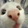 franklin_canklin_macklin - @franklin_canklin_macklin - TikTok