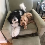 frank & vinny macleod - @itsfrankandvinny - Instagram