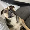 Loka da Bully - @frankiemanzo987 - TikTok