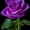 Frank mark - @frank.mark37 - TikTok