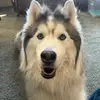 user2147659579214 - @jfrankmarker - TikTok
