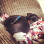 Frank_marvin - @frank_n_marvin - Instagram