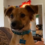 Frank Mauldin - @frank_thetrashman - Instagram